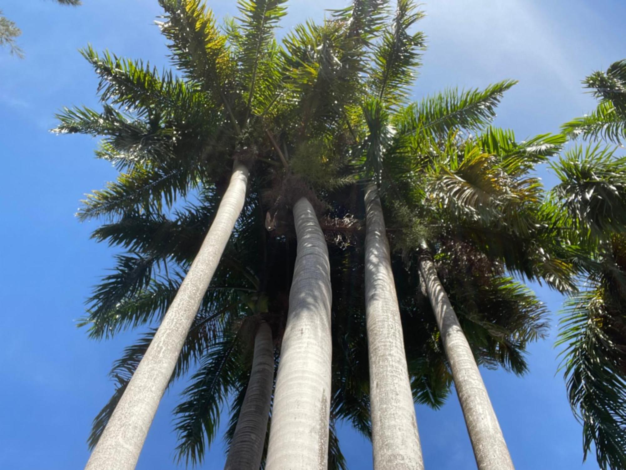 Peaceful Palms Montego Bay Hotel Bagian luar foto